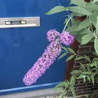 tana mongeaus revealing halloween outfit 27 pics.html - 27 HD Photos | Premium Gallery 2021