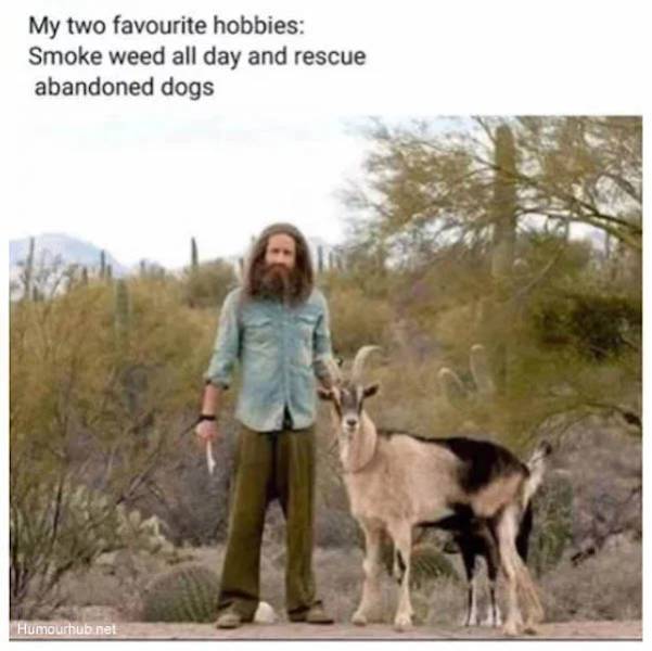 These Memes Are Kinda Stoned…