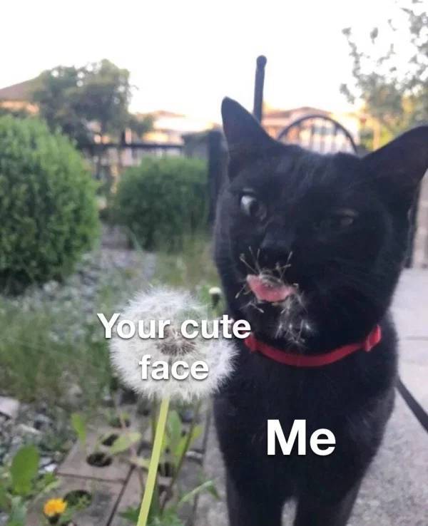 Your S.O. Will Definitely Love These Flirtatious Memes!