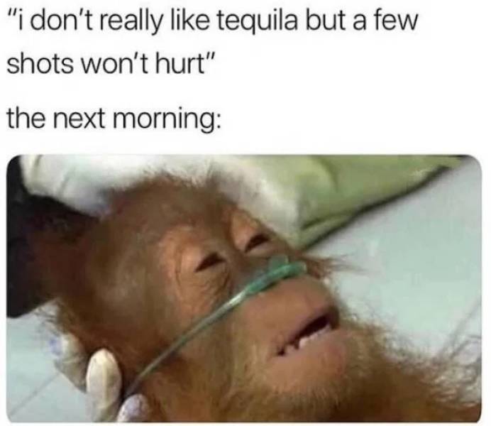 Need Some Salt With These Tequila Memes?