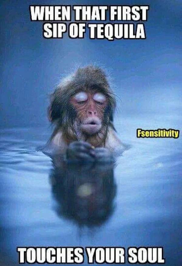 Need Some Salt With These Tequila Memes?