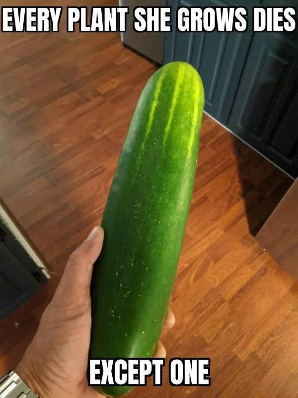 Oh, These Sweet & Dirty Sex Memes…