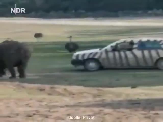 Leave The Rhino Alone!