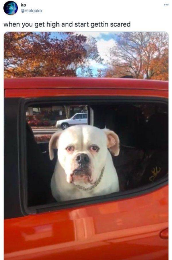 These Memes Are Higher Than The Sky…