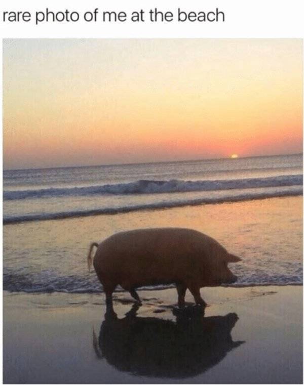 These Beach Memes Are Kinda Hot!