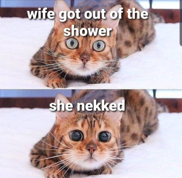 These Memes Are Extremely NSFW!