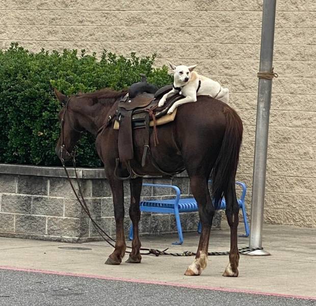 “Walmart” Has Some Very Extravagant Customers…