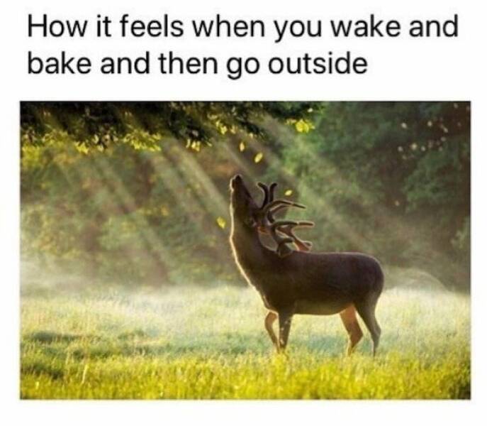 How High Are These Weed Memes?!