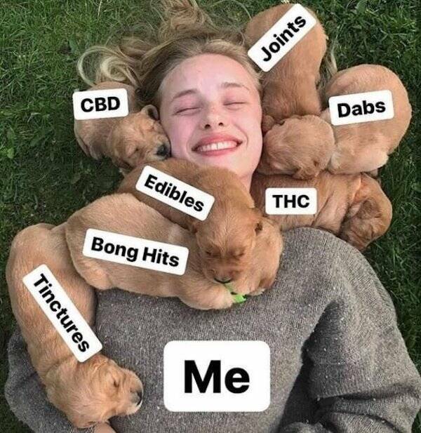 How High Are These Weed Memes?!