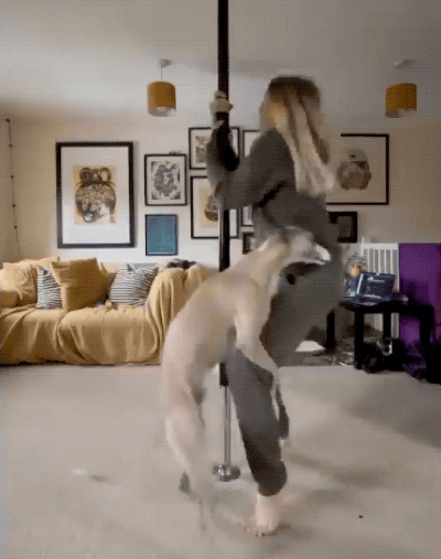 pole queens not found 16 gifs 3.html - 1 HD GIF | Premium Gallery 2022