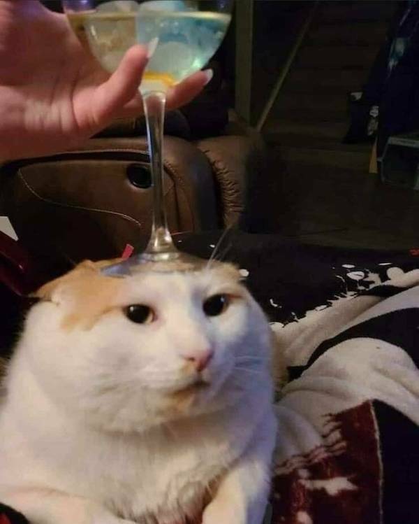 drinking never ends 26 pics 16 gifs 12.html - 26 HD GIF | Premium Gallery 2022