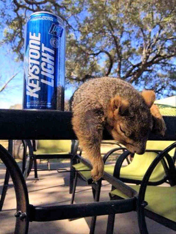 how drunk are they 67 pics 1 gif 29.html - 67 HD GIF | Premium Gallery 2022