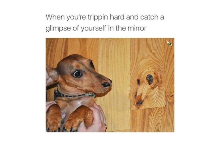 these stoner memes are already high 46 pics 3 gifs 13.html - 46 HD GIF | Premium Gallery 2022