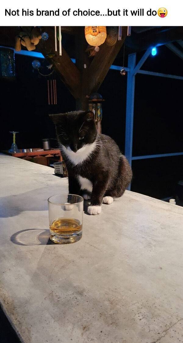 just celebrating with some drinks 40 pics 1 gif 8.html - 40 HD GIF | Premium Gallery 2022