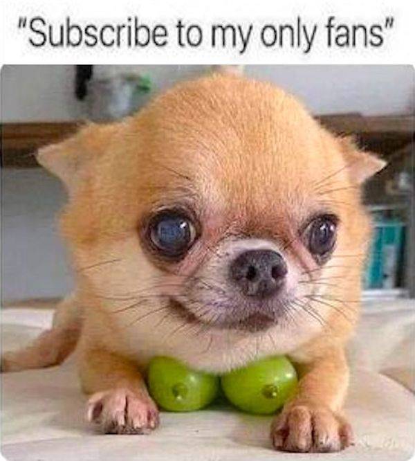 these are some naughty memes 56 pics 5.html - 56 HD Photos | Premium Gallery 2022