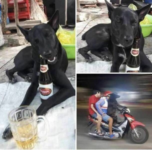 theyll never stop drinking 44 pics 16 gifs 12.html - 44 HD GIF | Premium Gallery 2023