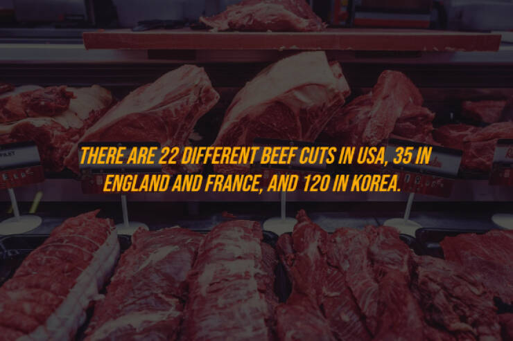 The Joy Of Learning: Exploring Random Facts