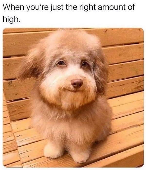 These Stoner Memes Are Already High…