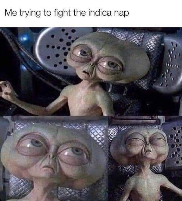 These Stoner Memes Are Already High…