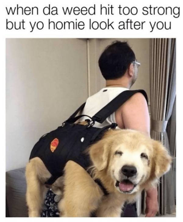 these stoner memes are already high 58 pics 10.html - 58 HD Photos | Premium Gallery 2023