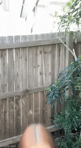 hot girls are here for you 42 gifs 4.html - 1 HD GIF | Premium Gallery 2023