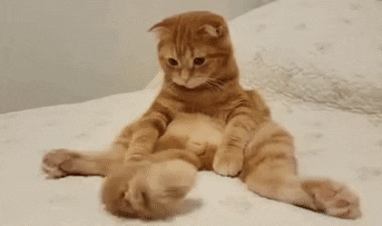 Unbelievable Truths About Penis