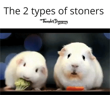 Memes That Perfectly Capture The Stoner Experience