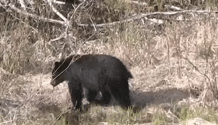 Adult Film Lines: What