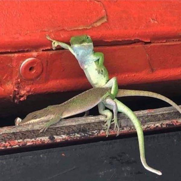 dirty minds only 65 pics 3 gifs 30.html - 65 HD GIF | Premium Gallery 2023