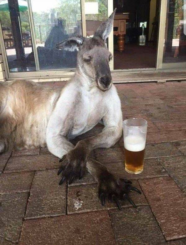 drinking never ends 41 pics 4 gifs 21.html - 41 HD GIF | Premium Gallery 2023