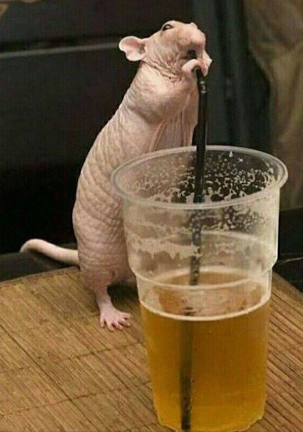 cheers to everyone 42 pics 5 gifs 43.html - 42 HD GIF | Premium Gallery 2024