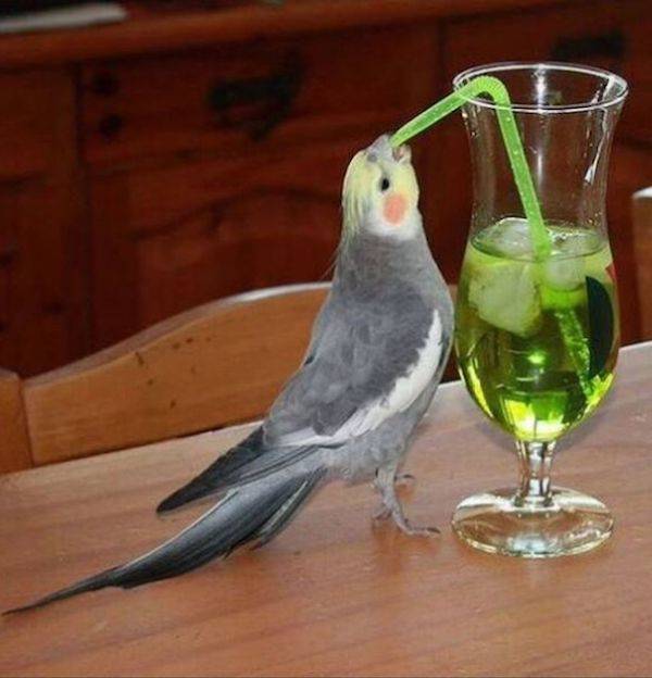 cheers to everyone 42 pics 5 gifs 43.html - 42 HD GIF | Premium Gallery 2024