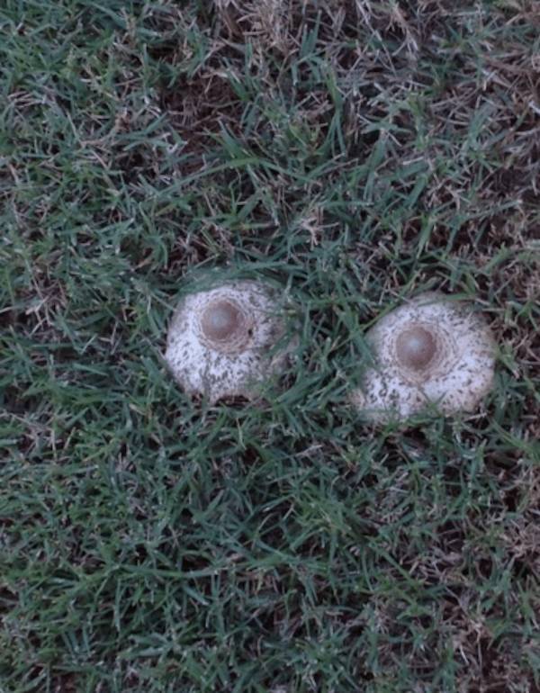 Everything Looks Like Boobs!