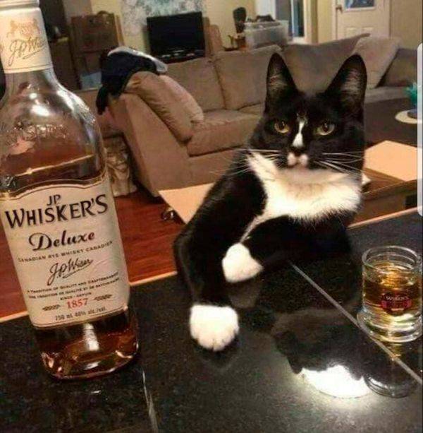 drinking never ends 51 pics 2 gifs 18.html - 51 HD GIF | Premium Gallery 2024