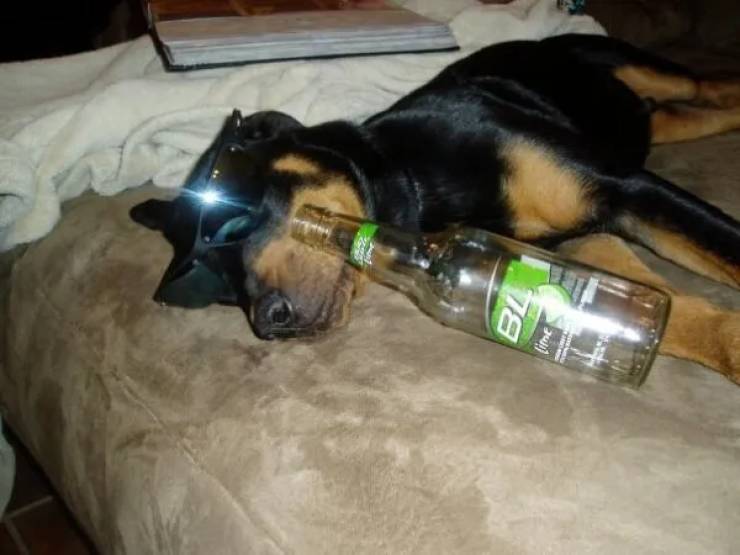 drinking time 45 pics 2 gifs 3.html - 45 HD GIF | Premium Gallery 2024