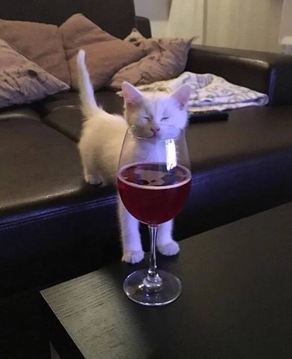 drinking time 45 pics 2 gifs 3.html - 45 HD GIF | Premium Gallery 2024