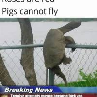 these girls arent messing around video.html - 1 HD Video | Premium Gallery 2020