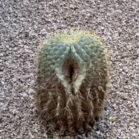 boobs like these are gods gift to men 58 pics 21.html - 58 HD GIF | Premium Gallery 2022