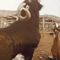 adorable penguin gifs 25 gifs 18.html - 1 HD GIF | Premium Gallery 2012