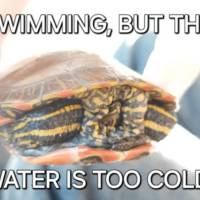 hot and hardcore tattooed girls 54 pics 13.html - 54 HD Photos | Premium Gallery 2019