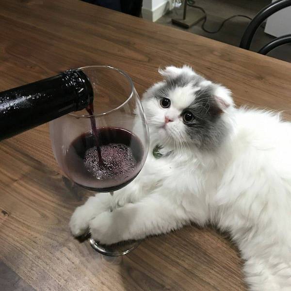 drinking never ends 38 pics 2 gifs 17.html - 38 HD GIF | Premium Gallery 2024