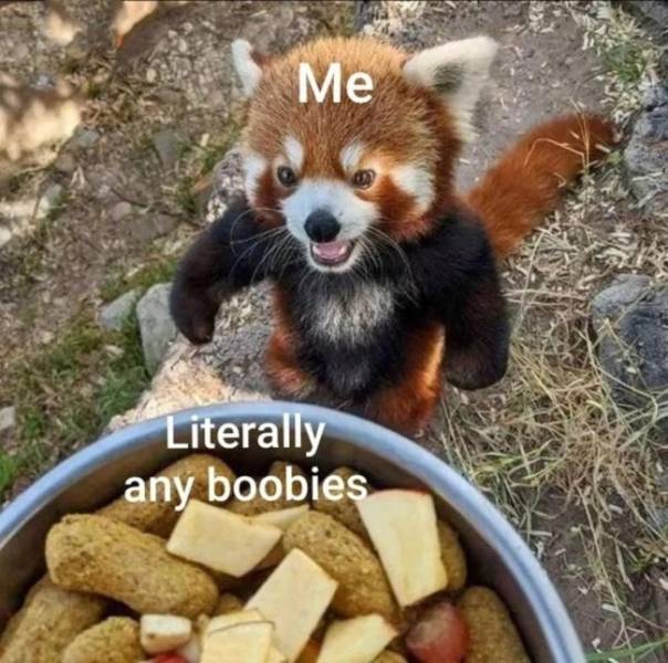 nsfw laughs for grownups 32 pics 2.html - 32 HD Photos | Premium Gallery 2024