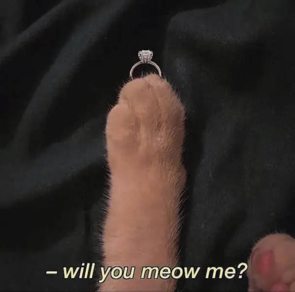 Flirty Memes To Annoy Your Better Half