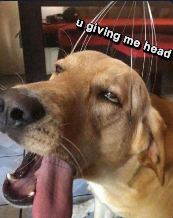 nsfw memes to add some spice to your life 36 pics 11.html - 36 HD Photos | Premium Gallery 2025