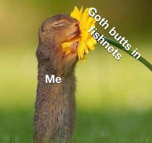 nsfw memes to add some spice to your life 32 pics 15.html - 32 HD Photos | Premium Gallery 2025