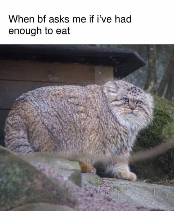 Flirty Memes To Annoy Your Better Half