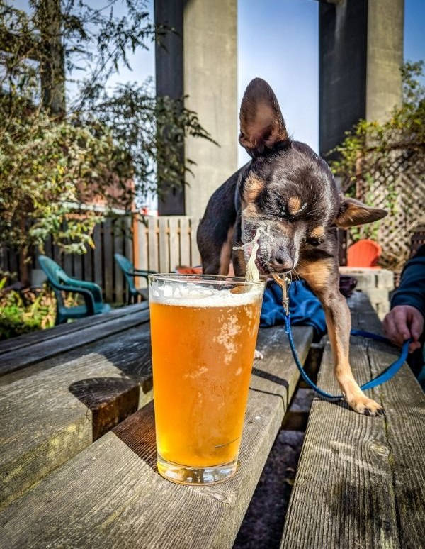 drinking never ends 42 pics 14.html - 42 HD Photos | Premium Gallery 2025