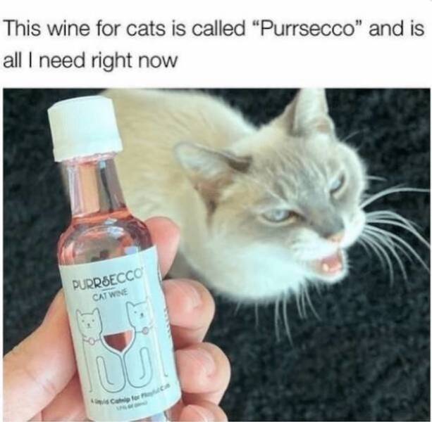 drinking never ends 40 pics 14.html - 40 HD Photos | Premium Gallery 2025