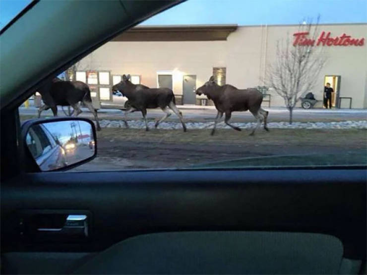 Meanwhile, In Canada…