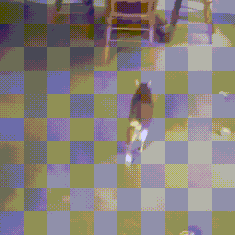 daily gifdump 46 gifs 5.html - 1 HD GIF | Premium Gallery 2026